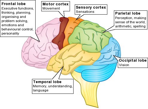 The 11 Types of Executive Function Skills and How an Executive Function ...